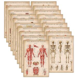 ~19 Pack Vintage Anatomy Posters - Heavy Duty Lamination on 120 lb poster paper~